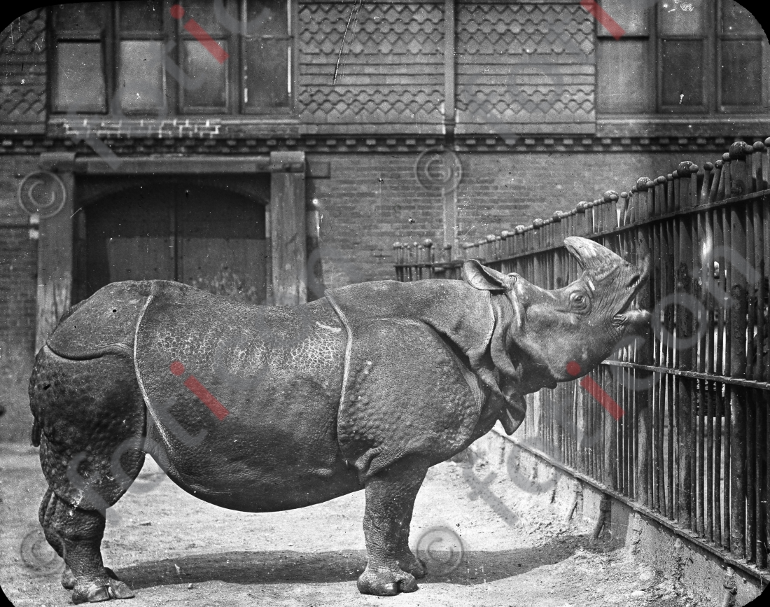 Nashorn | Rhino (foticon-simon-167-017-sw.jpg)
